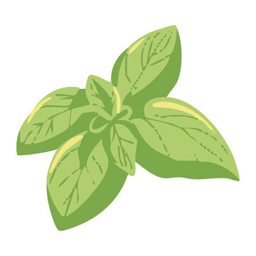 Basil Leaves Illustration