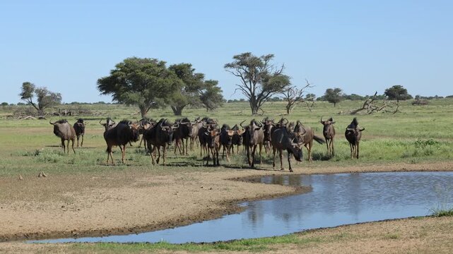 Herd of blue wildebeest (Connochaetes taurinus) at a waterhole, Kalahari desert, South Africa