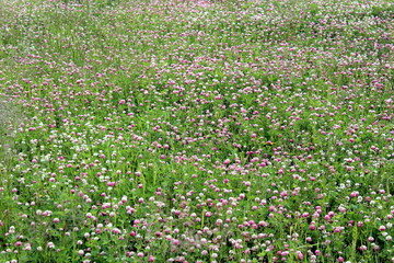 Meadow of pink clover flowers.  ©  DENIS  