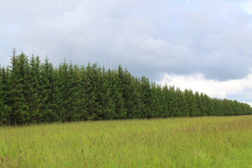  The edge of a young low coniferous forest in summer. ©  DENIS  