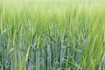 Fototapeta premium A field of growing green wheat.