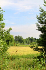 Fototapeta premium Summer wheat field on a sunny summer day.