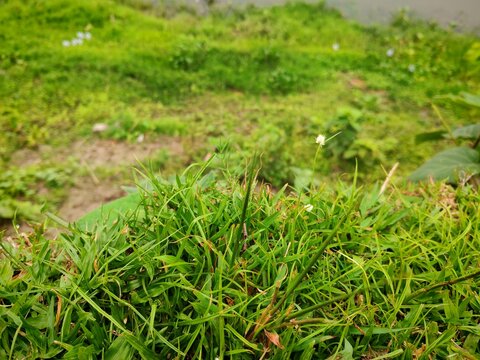 green moss on the ground