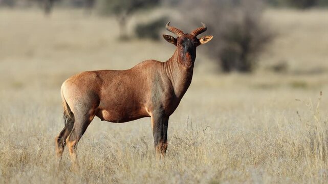 A rare tsessebe antelope (Damaliscus lunatus) standing in natural habitat, Mokala National Park, South Africa