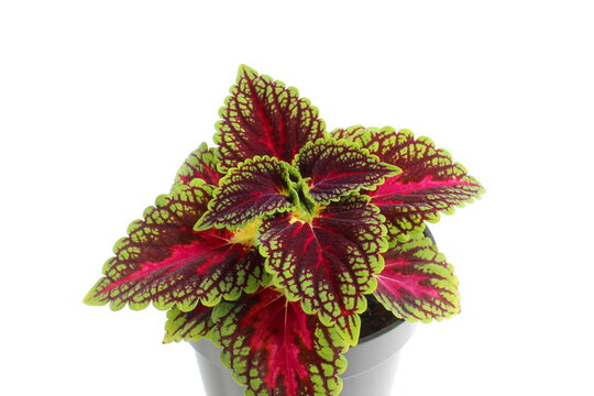 Coleus flowers growing in a pot on a white background.