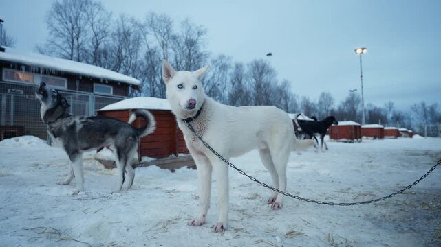 White Siberian husky standing in snowy kennel yard with sled dogs during Arctic winter in Norway