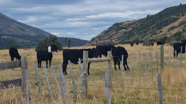 Black cattle grazing on pastures in the wild Patagonian landscape near Torres del Paine, Chile, showcasing traditional farming practices, rugged nature, unique rural character of Patagonia