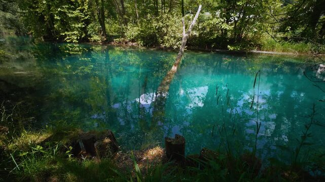Crystal clear stream, underwater plants and fallen tree log at Sorgenti della Santissima spring river