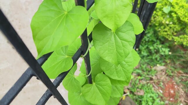 Slow orbiting close up captures vibrant heart shaped vine leaves climbing a black metal fence highlighting fresh growth graceful movement and lush natural textures in daylight