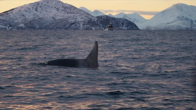 Close orca dorsal fin glistening in Arctic fjord at golden dusk, editorial