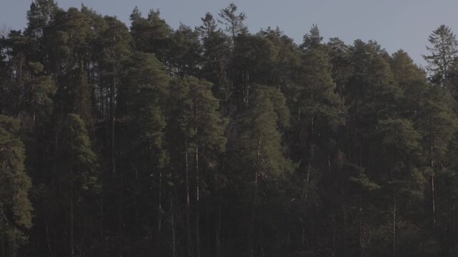 Lush pine forest and green trees on the coast of Bygdoy, Oslo