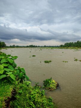 green grass on the River