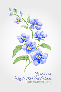 Watercolor Forget Me Not Flower Illustration With Blue Blooms and Green Leaves on White Background