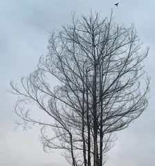 Leafless Tree Silhouette Under Overcast Sky © pixelbleed