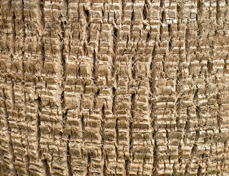 Detailed texture of natural palm tree trunk bark pattern