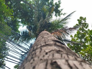 Low angle view looking directly up the textured trunk of a tall coconut palm tree toward the fronds. © Gepeemwe