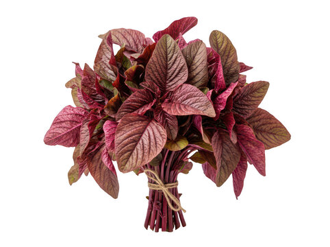 Fresh red amaranth bunch isolated on white. Organic vegetable leaves for healthy cooking.