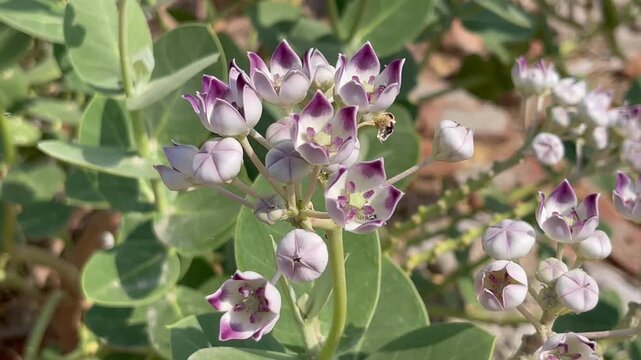 Close-up of Purple and White Calotropis Procera Flowers Blooming in Nature