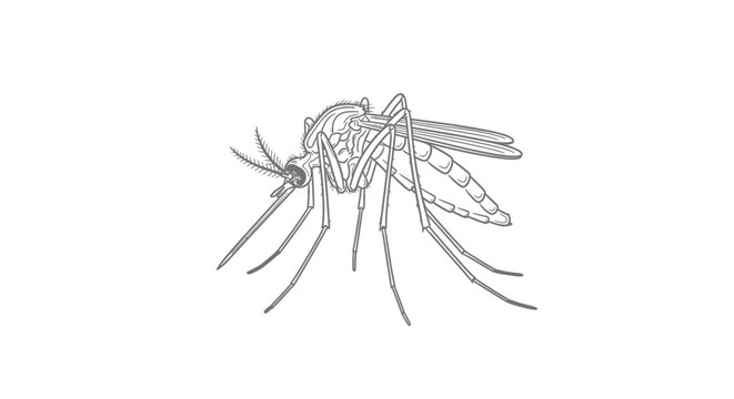 Detailed side view illustration of a common mosquito as a minimalist line art drawing