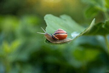 Garden Snail Crawling on Green Leaf Close Up © Ирина Санжаровская