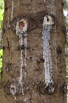 Resin on cut pine knots.