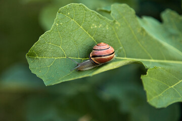 Macro Photography of Garden Snail on Leaf © Ирина Санжаровская