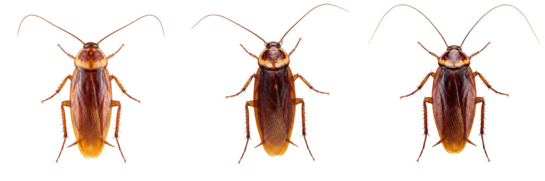 Three cockroaches isolated on transparent background