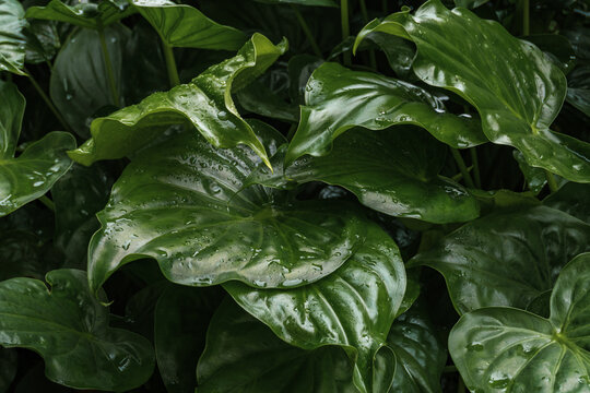 Horizontal close-up of glossy green tropical leaves covered with fresh raindrops.