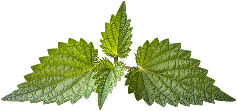 Fresh green nettle leaf with stinging hairs
