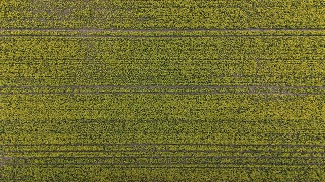 Bird's Eye View of Yellow Flowering Canola Field
