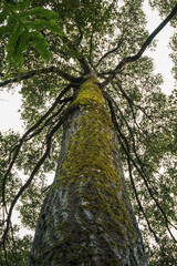 Fototapeta premium Worm's eye view of a tall mossy tree trunk stretching towards the green canopy.