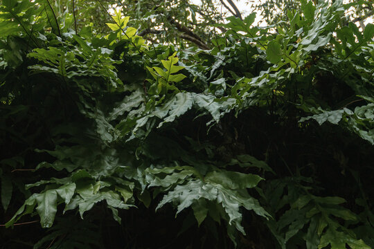 Full frame background of dense green tropical fern leaves with natural sunlight.