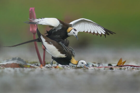 Pheasant-tailed Jacanas Mating in Natural Wetland Habitat