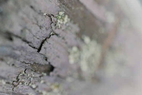 Macro photography of tree bark