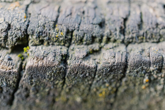 Macro photography of tree bark