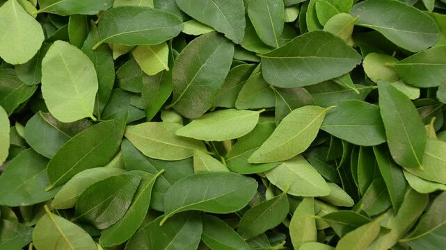 Curry leaves rotation. Green leaves.