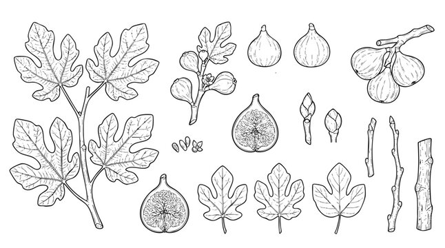 Hand Drawn line art Botanical Illustration Set of Common Fig Plant Leaves Fruits Seeds Branches and Cross Sections