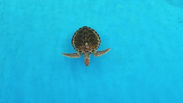 An overhead view of sea green turtle is swimming on blue ground of water pond in turtle conservation place. Animal living footage. 