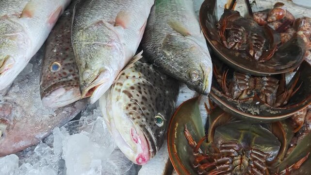 Assorted fresh seafood such as sea bass, grouper fish and black pomfret fish are aligned on ice, for sale at fish market place. Top view with camera panning footage.