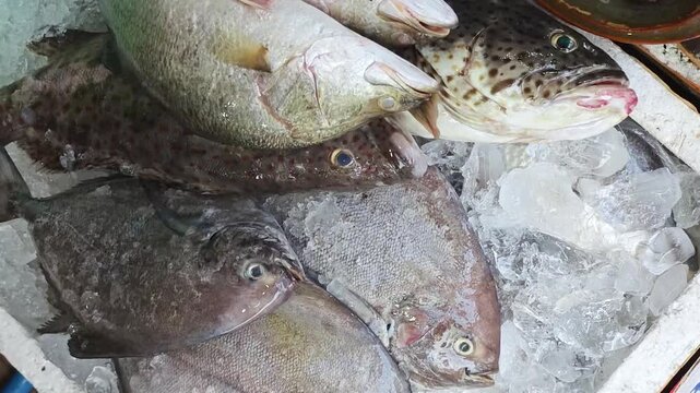 Assorted fresh seafood such as sea bass, grouper fish and black pomfret fish are aligned on ice, for sale at fish market place. Top view with camera panning footage.