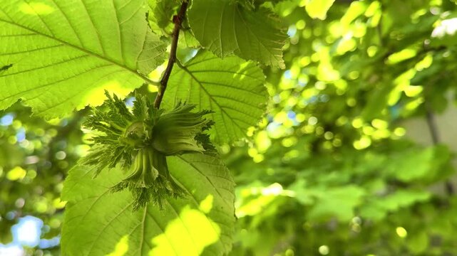 Hazelnut on tree, nut grows on tree, nut tree, hazelnut. High 4k quality