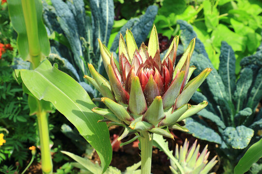 A colourful garden scene featuring the Globe Artichoke