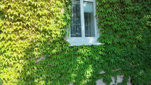 Lush green ivy covering a building facade with windows and a vibrant green door
