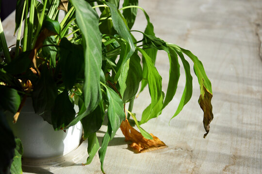 Wilted peace lily plant in pot with drooping leaves
