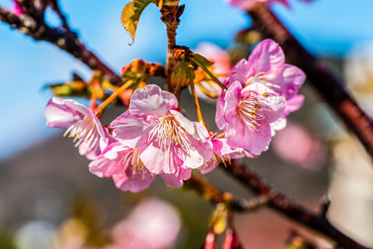 Close Up of Pink Kawazu Cherry Blossom Flowers in Bloom During Spring in Japan