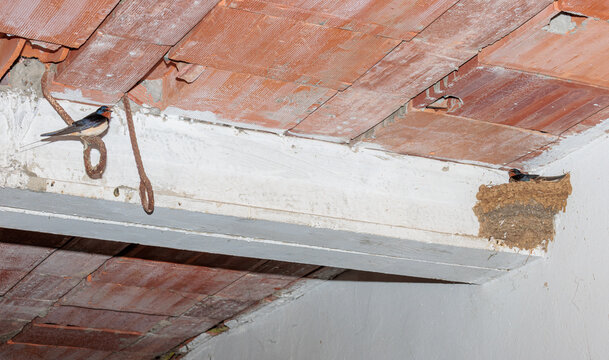 Common Swallows repairing the nest. Hirundo rustica.