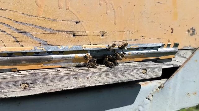 Macro close up shot of honey bees entering and flying around the entrance slit of a wooden beehive at an apiary. Advertising of honey and bee products
