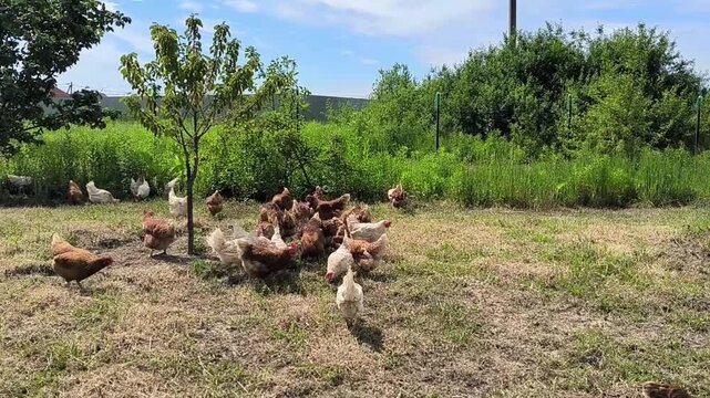 Lively Free-Range Chickens Foraging in a Sunny Rustic Backyard - Authentic Organic Farm Life Background, Poultry & Livestock