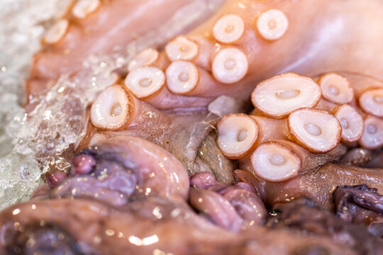 Raw octopus on ice. Raw seafood closeup. Fresh raw octopus tentacles. Whole raw octopus texture.
