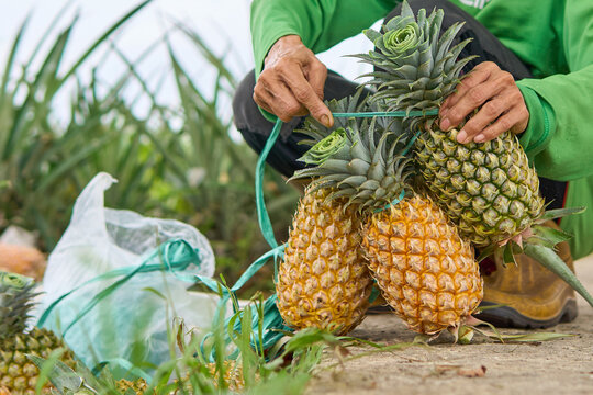 Close up view of farmer hands tying a group of fresh ripe pineapples with green plastic string during harvest at plantation